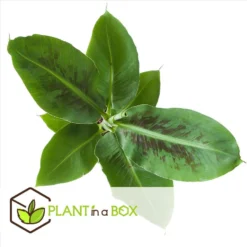 Musa Oriental Dwarf - Set Van 2 - Bananenplanten - Pot 12cm - Hoogte 25-40 -Exporteren Tuin Verge Winkel 1000043645 0102