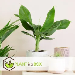 Musa Oriental Dwarf - Set Van 2 - Bananenplanten - Pot 12cm - Hoogte 25-40 -Exporteren Tuin Verge Winkel 1000043645 0103