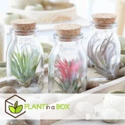 Mix Van 6 Tillandsia - Luchtplantjes In Glazen Deco Flesje -Exporteren Tuin Verge Winkel 1000043649 0103