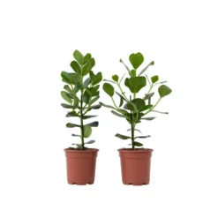Clusia Rosea Princess - Set Van 2 - Pot 17cm - Hoogte 50-60cm