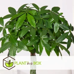 Pachira Aquatica - Set Van 4 - "Geldboom" - Pot 17cm - Hoogte 60-70cm -Exporteren Tuin Verge Winkel 1000043651 0102