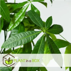 Pachira Aquatica - Set Van 4 - "Geldboom" - Pot 17cm - Hoogte 60-70cm -Exporteren Tuin Verge Winkel 1000043651 0103