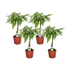 Pachira Aquatica - Set Van 4 - "Geldboom" - Pot 17cm - Hoogte 60-70cm