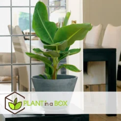 Musa Oriental Dwarf - Set Van 4 - Bananenplanten - Pot 12cm - Hoogte 25-40 -Exporteren Tuin Verge Winkel 1000043654 0103