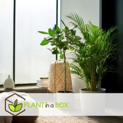 Dypsis Lutescens - Set Van 2 - Areca Goudpalm - Pot 21cm - Hoogte 100-120cm -Exporteren Tuin Verge Winkel 1000043655 0103