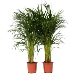 Dypsis Lutescens - Set Van 2 - Areca Goudpalm - Pot 21cm - Hoogte 100-120cm