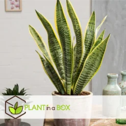 Sansevieria Laurentii - Set Van 2 - Vrouwentong - Pot 12cm - Hoogte 30-40cm -Exporteren Tuin Verge Winkel 1000043656 0102
