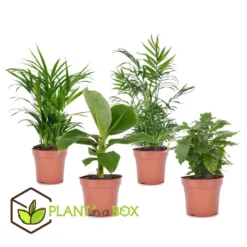 Exporteren Tuin Verge Winkel -Exporteren Tuin Verge Winkel 1000043657 0101