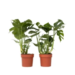 XL Monstera Deliciosa - Set Van 2 - Pot 21cm - Hoogte 70-80cm