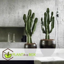 Euphorbia Eritrea - Cowboy Cactus - Pot 17cm - Hoogte 50-60cm -Exporteren Tuin Verge Winkel 1000043660 0103