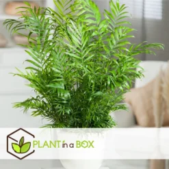 Mini Idoor Palmmix - Set Van 4 - Pot 12cm - Hoogte 25-40cm -Exporteren Tuin Verge Winkel 1000043661 0102