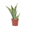Sansevieria Laurentii - Set Van 4 - Vrouwentong - Pot 12cm - Hoogte 30-40cm