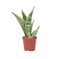 Sansevieria Laurentii - Set Van 4 - Vrouwentong - Pot 12cm - Hoogte 30-40cm