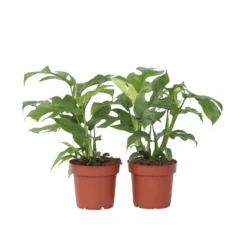 Monstera Minima - Set Van 2 - Pot 12cm - Hoogte 20-30cm
