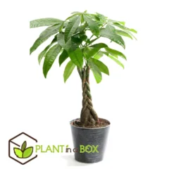 Pachira Aquatica - "Geldboom" - Pot 17cm - Hoogte 60-70cm -Exporteren Tuin Verge Winkel 1000043664 0102