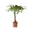 Pachira Aquatica - "Geldboom" - Pot 17cm - Hoogte 60-70cm