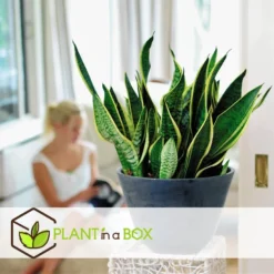 Sansevieria Laurentii - Vrouwentong - Pot 12cm - Hoogte 30-40cm -Exporteren Tuin Verge Winkel 1000043667 0103