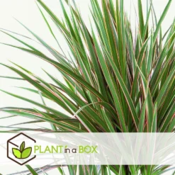 Dracaena Marginata - Set Van 4 - Drakenbloedboom - Pot 17cm - Hoogte 70-80cm -Exporteren Tuin Verge Winkel 1000043669 0103