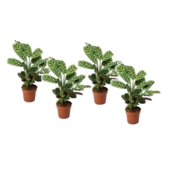 Ctenanthe 'gebedsplant' - Set Van 4 - Burle-marxii - Pot 12cm - Hoogte 25-40cm