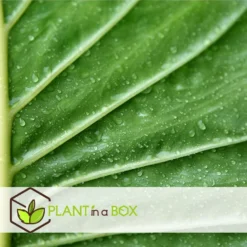 Alocasia Odora - "Olifantsoor" - Pot 17cm - Hoogte 55-75cm -Exporteren Tuin Verge Winkel 1000043672 0103