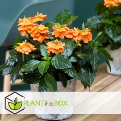 Crossandra Fortuna - Set Van 4 - Oranje Bloemen - Pot 13cm - Hoogte 20-30cm -Exporteren Tuin Verge Winkel 1000043674 0103