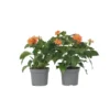 Crossandra Fortuna - Set Van 4 - Oranje Bloemen - Pot 13cm - Hoogte 20-30cm