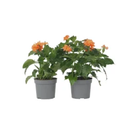 Crossandra Fortuna - Set Van 4 - Oranje Bloemen - Pot 13cm - Hoogte 20-30cm