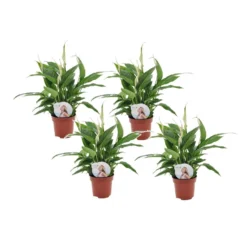 Spathiphyllum 'Lepelplant' - Set Van 4 - Pot 12cm - Hoogte 30-40cm