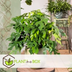 Monstera Minima - Pot 12cm - Hoogte 20-30cm -Exporteren Tuin Verge Winkel 1000043676 0102