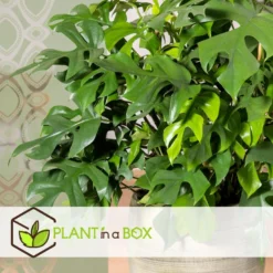 Monstera Minima - Pot 12cm - Hoogte 20-30cm -Exporteren Tuin Verge Winkel 1000043676 0103