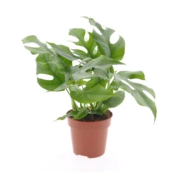 Monstera Minima - Pot 12cm - Hoogte 20-30cm