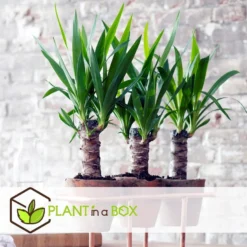 Yucca Elephantipes - Set Van 6 - Pot 14cm - Hoogte 50-60cm -Exporteren Tuin Verge Winkel 1000043678 0102