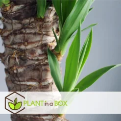 Yucca Elephantipes - Set Van 6 - Pot 14cm - Hoogte 50-60cm -Exporteren Tuin Verge Winkel 1000043678 0103