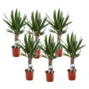 Yucca Elephantipes - Set Van 6 - Pot 14cm - Hoogte 50-60cm