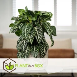 Aphelandra - Set Van 4 - Zebraplant - Pot 13cm - Hoogte 25-45cm -Exporteren Tuin Verge Winkel 1000043679 0103