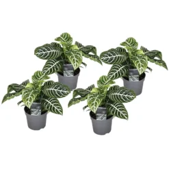 Aphelandra - Set Van 4 - Zebraplant - Pot 13cm - Hoogte 25-45cm