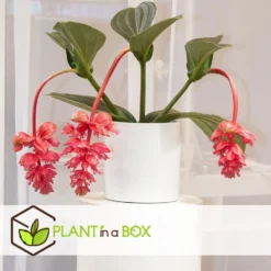 Medinilla Magnifica - Set Van 2 - Pot 17cm - Hoogte 40-50cm -Exporteren Tuin Verge Winkel 1000043680 0102