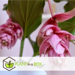 Medinilla Magnifica - Set Van 2 - Pot 17cm - Hoogte 40-50cm -Exporteren Tuin Verge Winkel 1000043680 0103