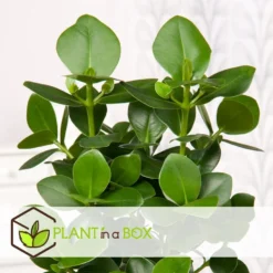 Clusia Rosea Princess - Set Van 4 - Pot 12cm - Hoogte 25-35cm -Exporteren Tuin Verge Winkel 1000043681 0102