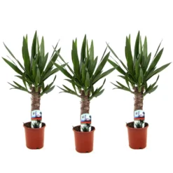 Yucca Elephantipes - Set Van 3 - Pot 14cm - Hoogte 50-60cm