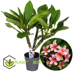Plumeria Frangipani - Plumeria Hawaii - Pot 17cm - Hoogte 45-55cm -Exporteren Tuin Verge Winkel 1000043685 0102