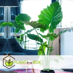Alocasia Macrorrhiza - Set Van 2 - "Olifantsoor" - Pot 17cm - Hoogte 60-70cm -Exporteren Tuin Verge Winkel 1000043686 0103