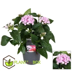 Starcluster Pentas - Rubiaceae - Mix Van 3 - Pot 13cm - Hoogte 25-45cm -Exporteren Tuin Verge Winkel 1000043689 0102
