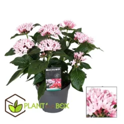 Starcluster Pentas - Rubiaceae - Mix Van 3 - Pot 13cm - Hoogte 25-45cm -Exporteren Tuin Verge Winkel 1000043689 0103