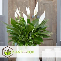 Spathiphyllum 'Lepelplant' - Set Van 3 - Pot 12cm - Hoogte 30-40cm -Exporteren Tuin Verge Winkel 1000043690 0102