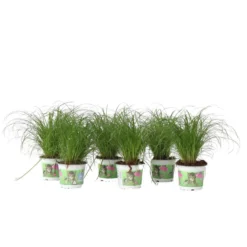 Cyperus - Set Van 6 - Kattengras - Pot 12cm - Hoogte 30-40cm