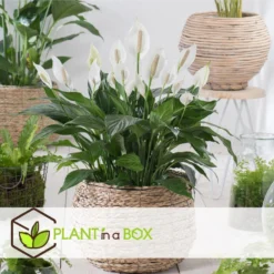Spathiphyllum Lima - Lepelplant - Set Van 2 - Pot 17cm - Hoogte 60-75cm -Exporteren Tuin Verge Winkel 1000043697 0102
