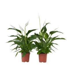 Spathiphyllum Lima - Lepelplant - Set Van 2 - Pot 17cm - Hoogte 60-75cm
