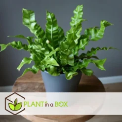 Asplenium Crispy Wave - Set Van 2 - Pot 12cm - Hoogte 25-40cm -Exporteren Tuin Verge Winkel 1000043698 0102