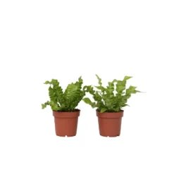 Asplenium Crispy Wave - Set Van 2 - Pot 12cm - Hoogte 25-40cm